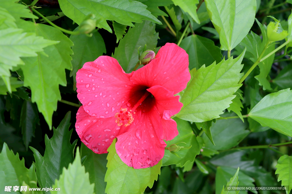 扶桑花