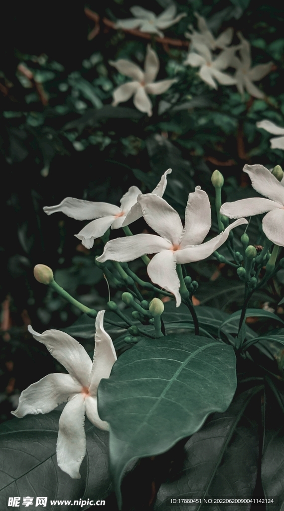 红心蕊木