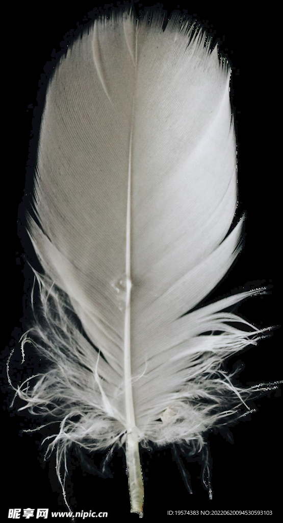 羽毛素材