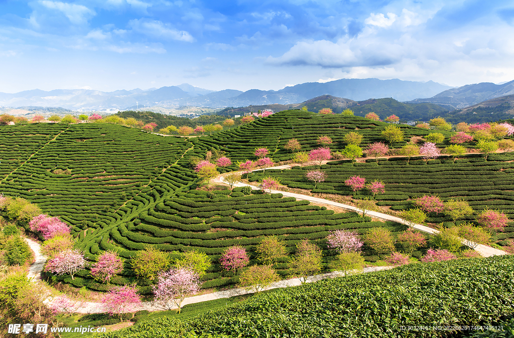 福建漳平永福樱花春季茶园