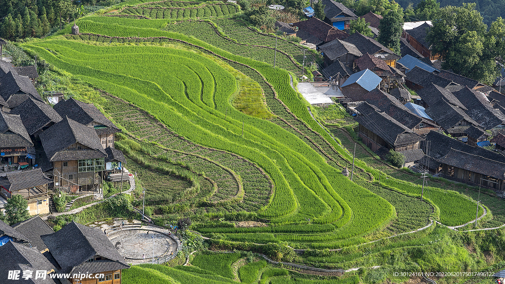 贵州怎雷村梯田 