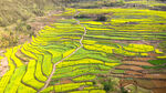 天台杨丰山梯田