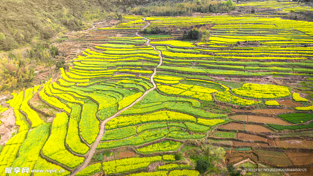 天台杨丰山梯田