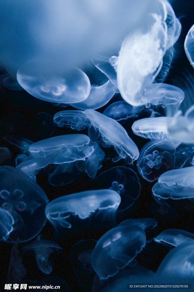 水母