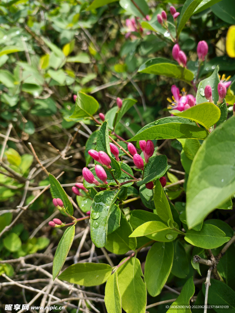 粉色 金银花树 园林绿化