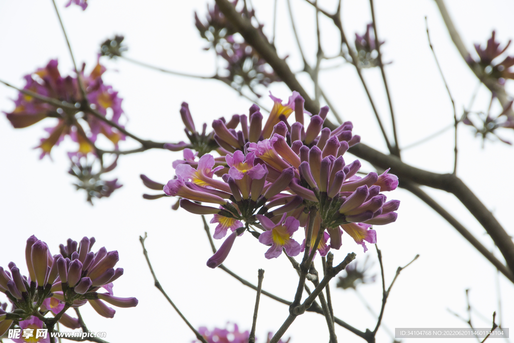 鲜花摄影素材粉花风铃木