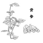 草药党参中医药材插画图片