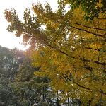 秋日风景图