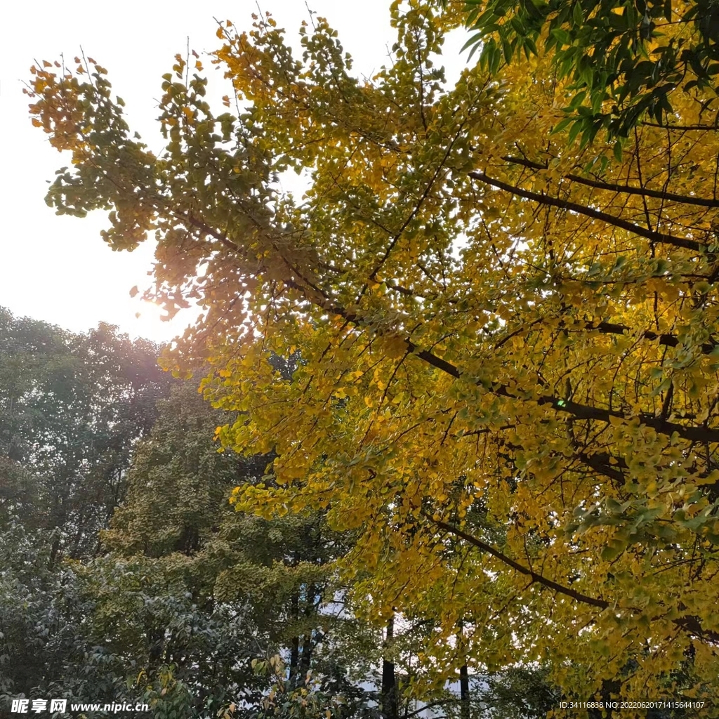 秋日风景图
