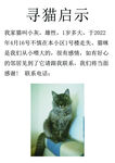 寻猫启示