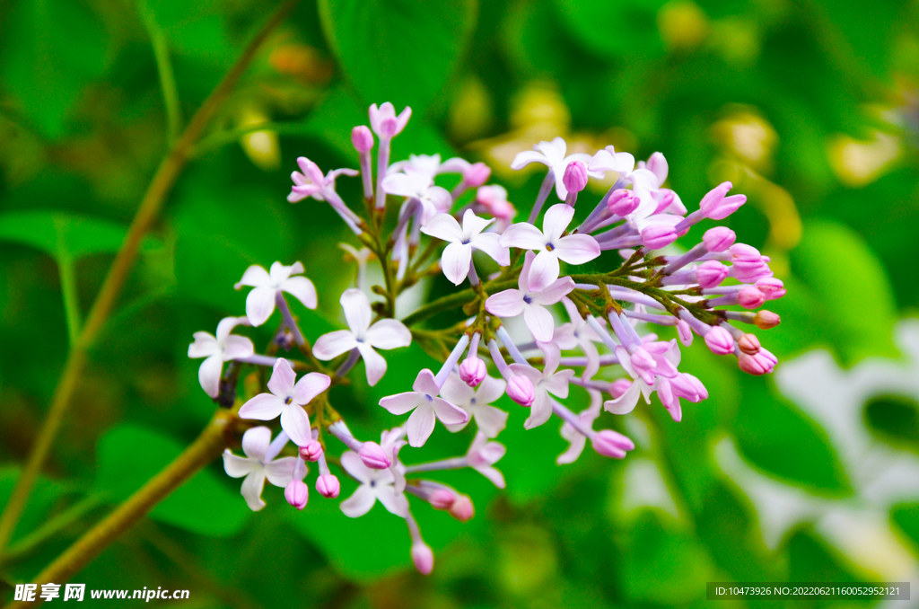 丁香花开放图片