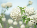 木绣球白色花朵
