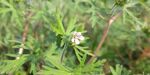 老鹳草花