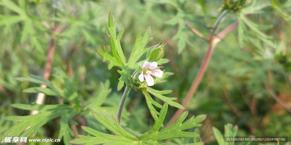 老鹳草花