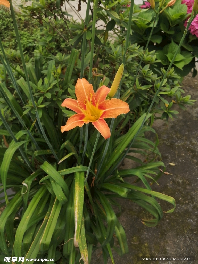 姹紫嫣红 花花草草 户外 写真