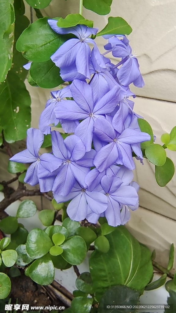蓝雪花
