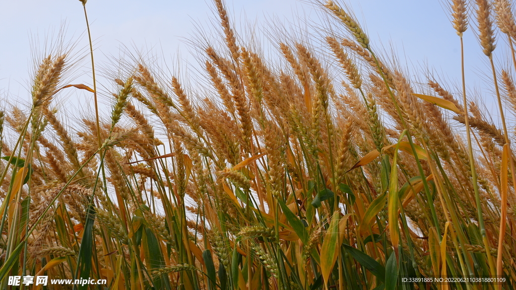 成熟小麦