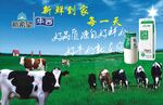 新希望华西牛奶海报