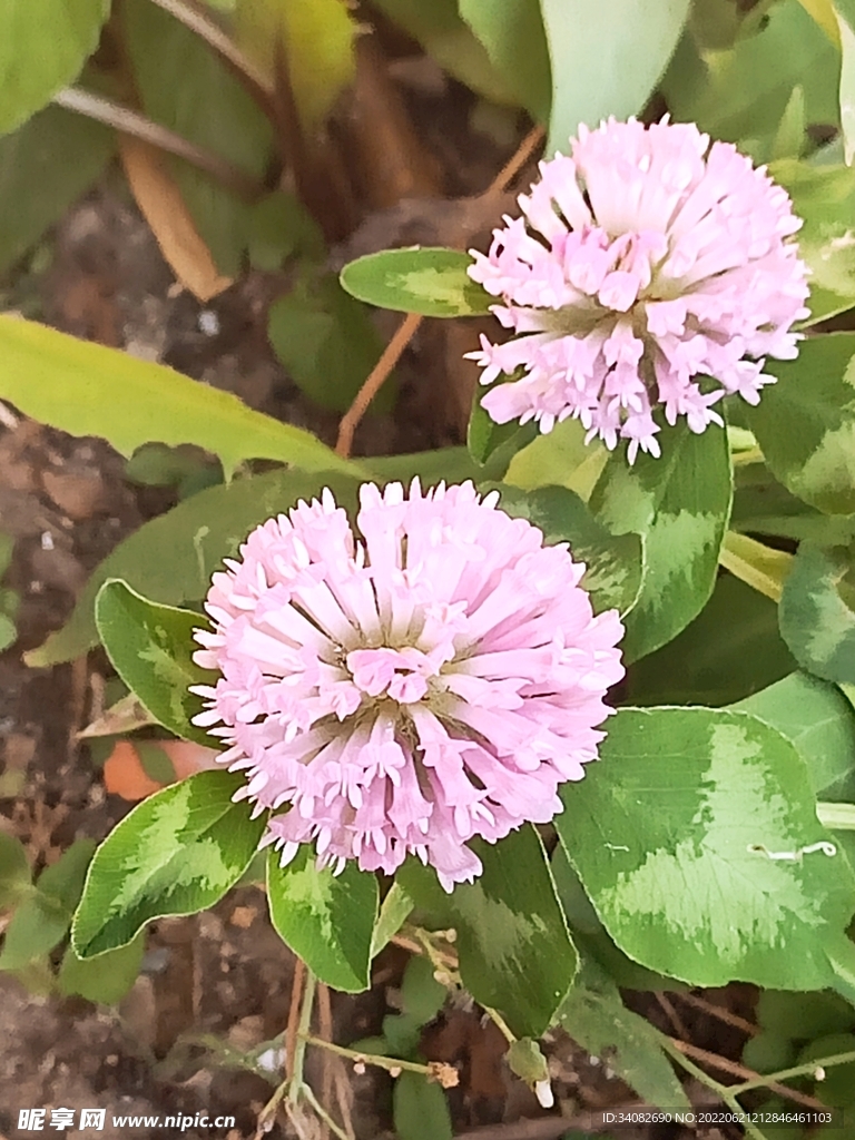 野生红色车轴草