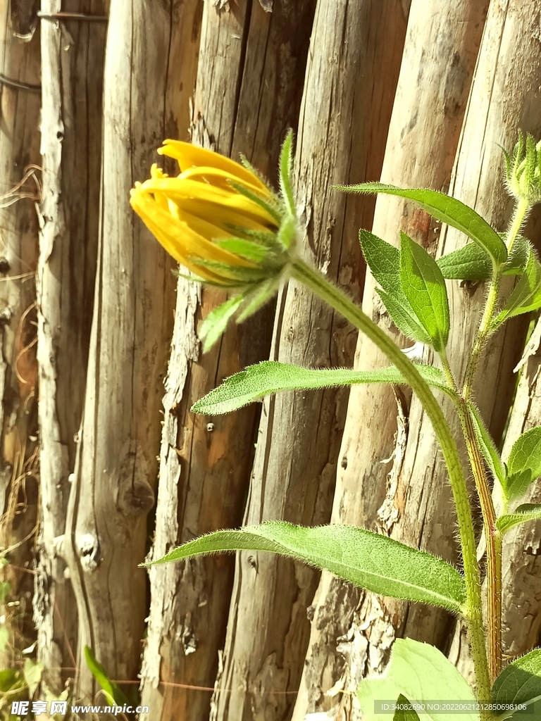 菊花花苞 墙外菊花微绽