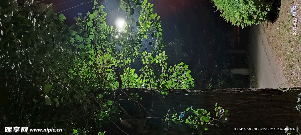 一棵树