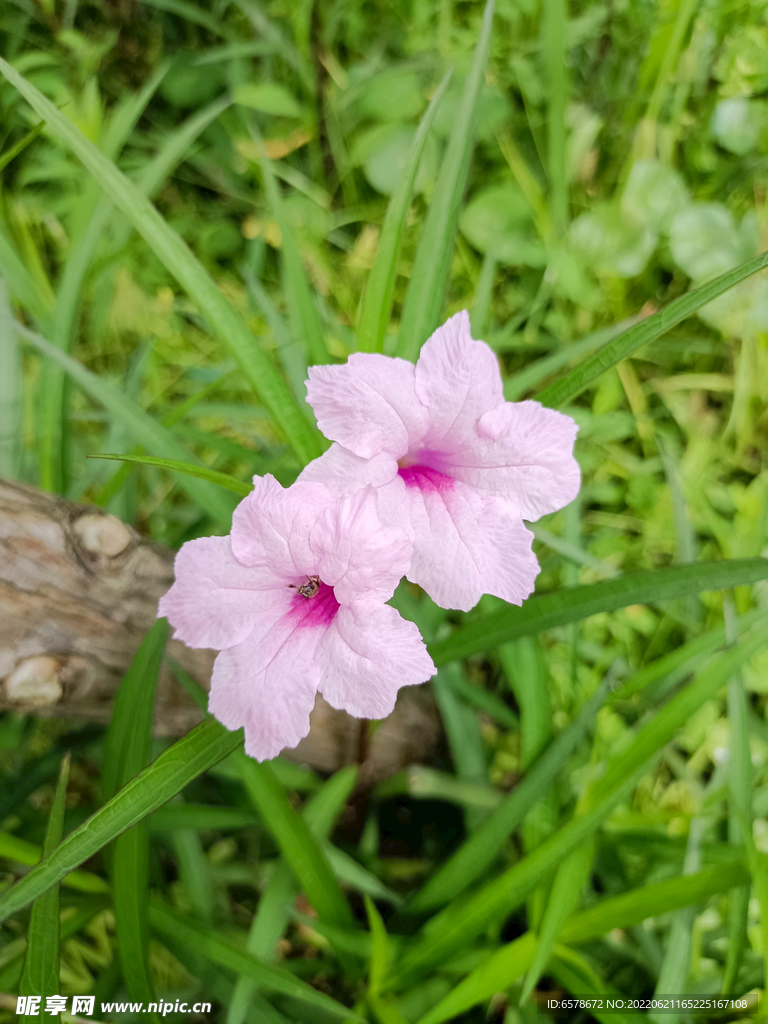 蓝花草