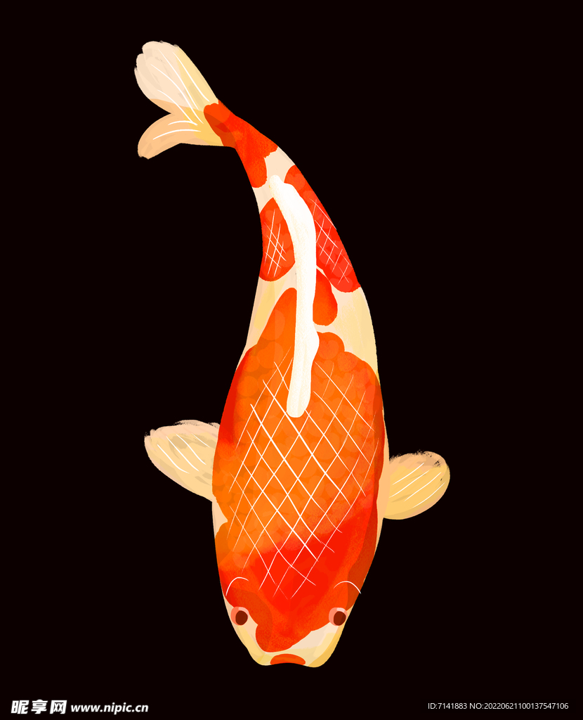 锦鲤