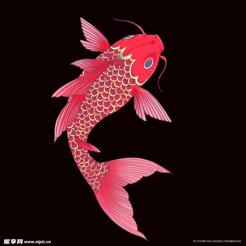 锦鲤