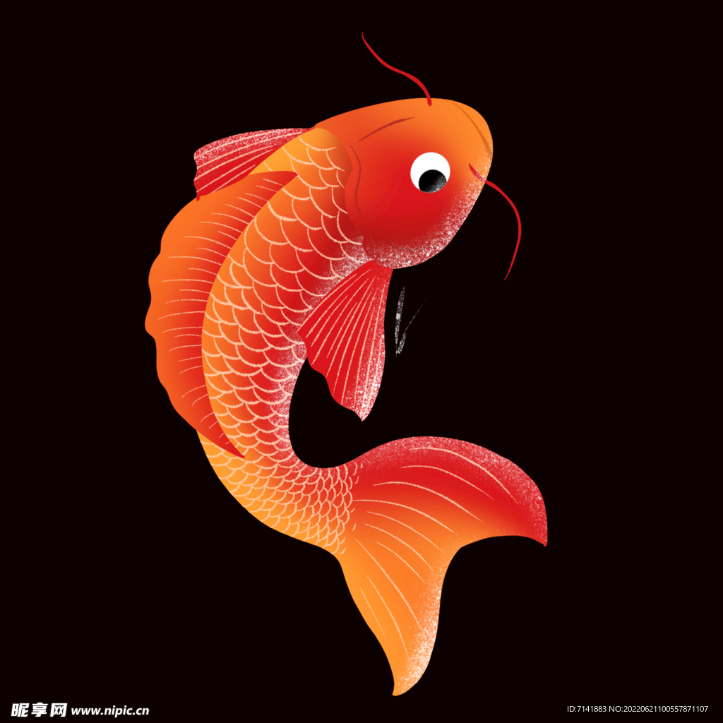 锦鲤