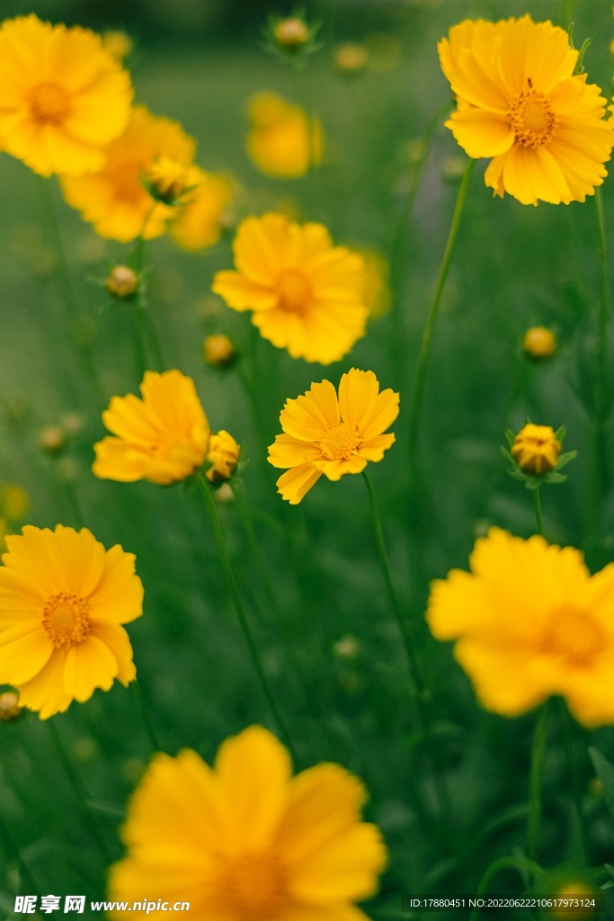 金鸡菊
