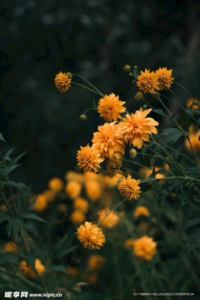 金光菊