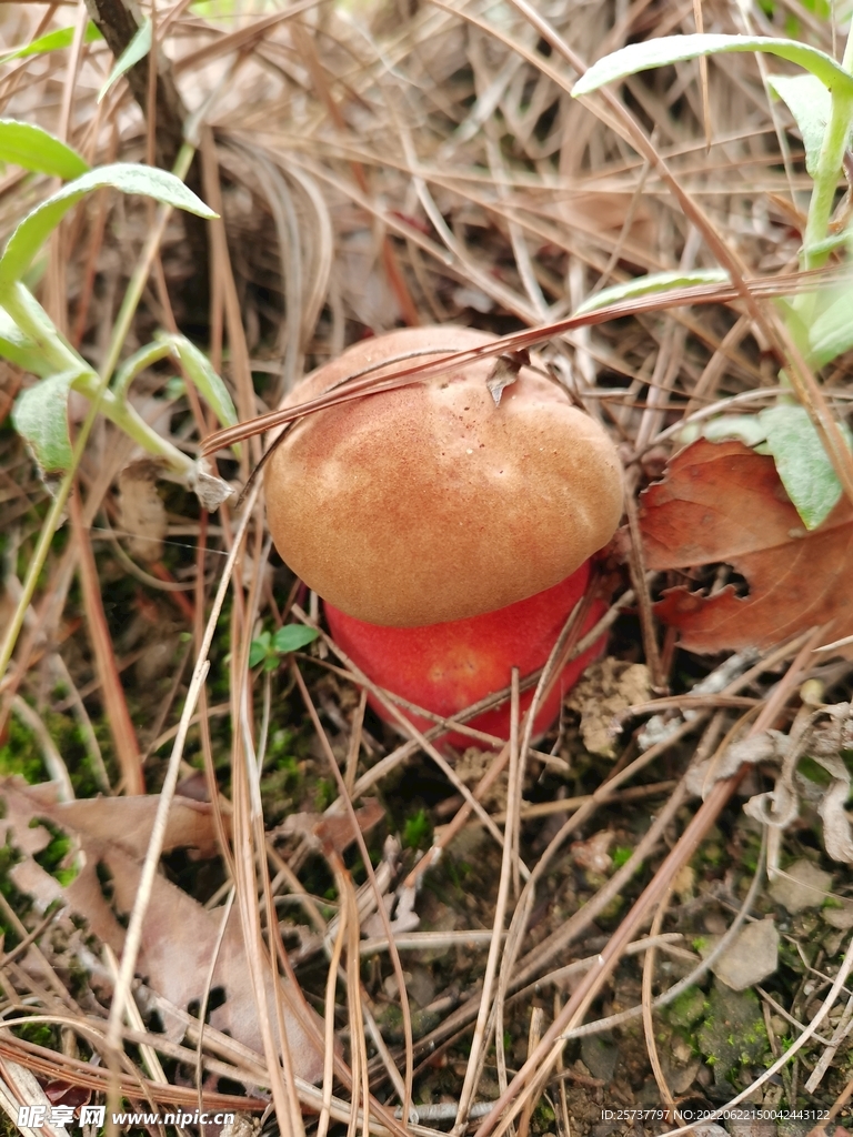 野生菌