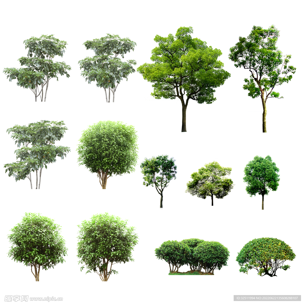 后期植物素材