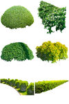 后期植物素材