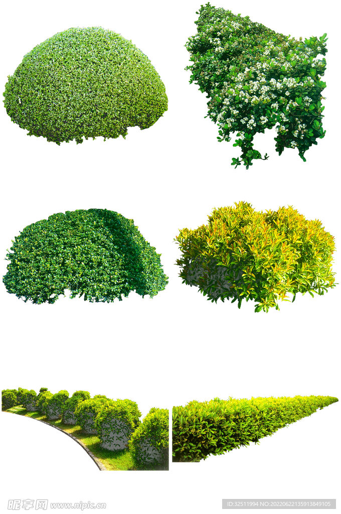 后期植物素材