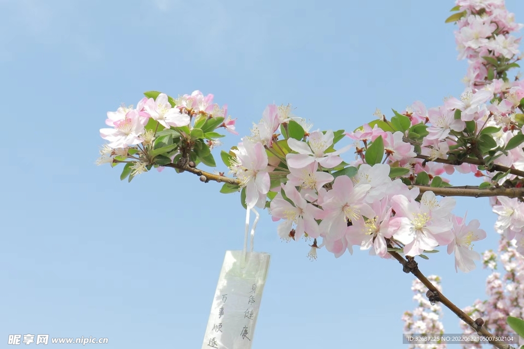 海棠花
