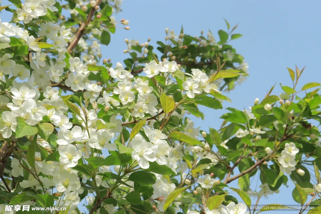 夏天 花