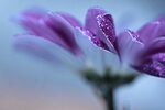 紫色的小花 