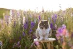 波斯猫 