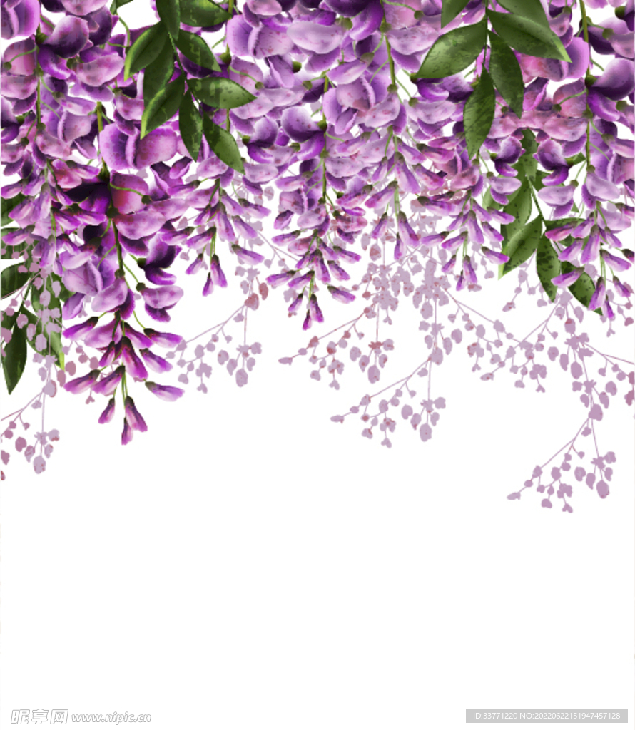 紫藤花