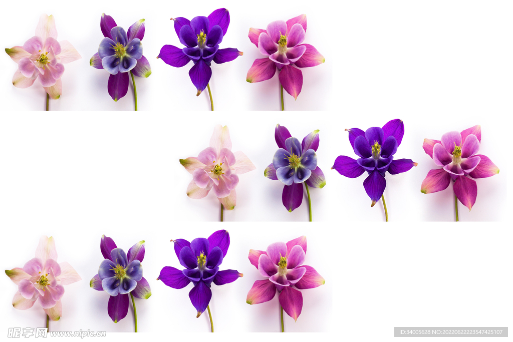 三排紫花
