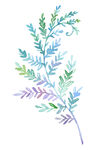 绿植装饰画