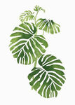 绿植装饰画