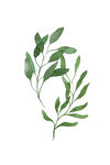 绿植装饰画