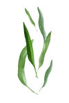 绿植装饰画