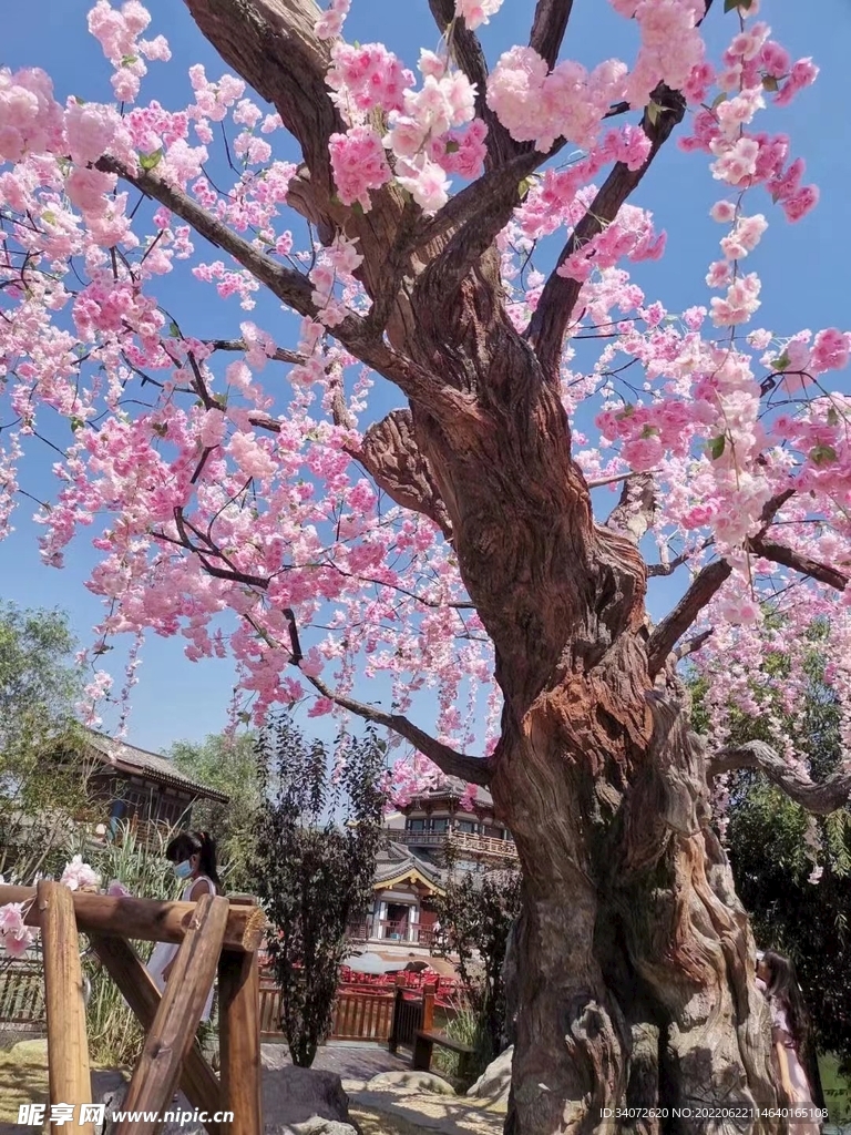 樱花树