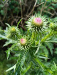 阳光下飞廉野花大蓟野草花苞花蕾