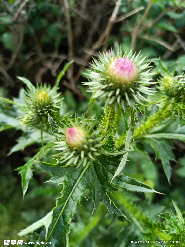 阳光下飞廉野花大蓟野草花苞花蕾