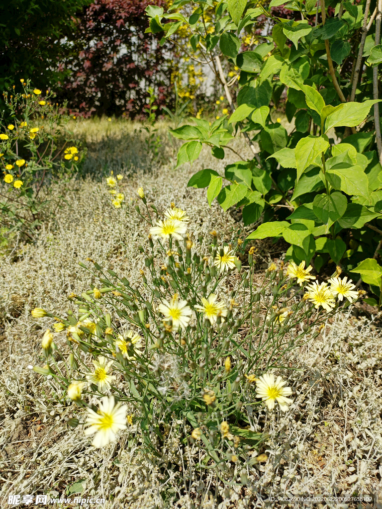 白色 小野花 野菜 草地 灌木