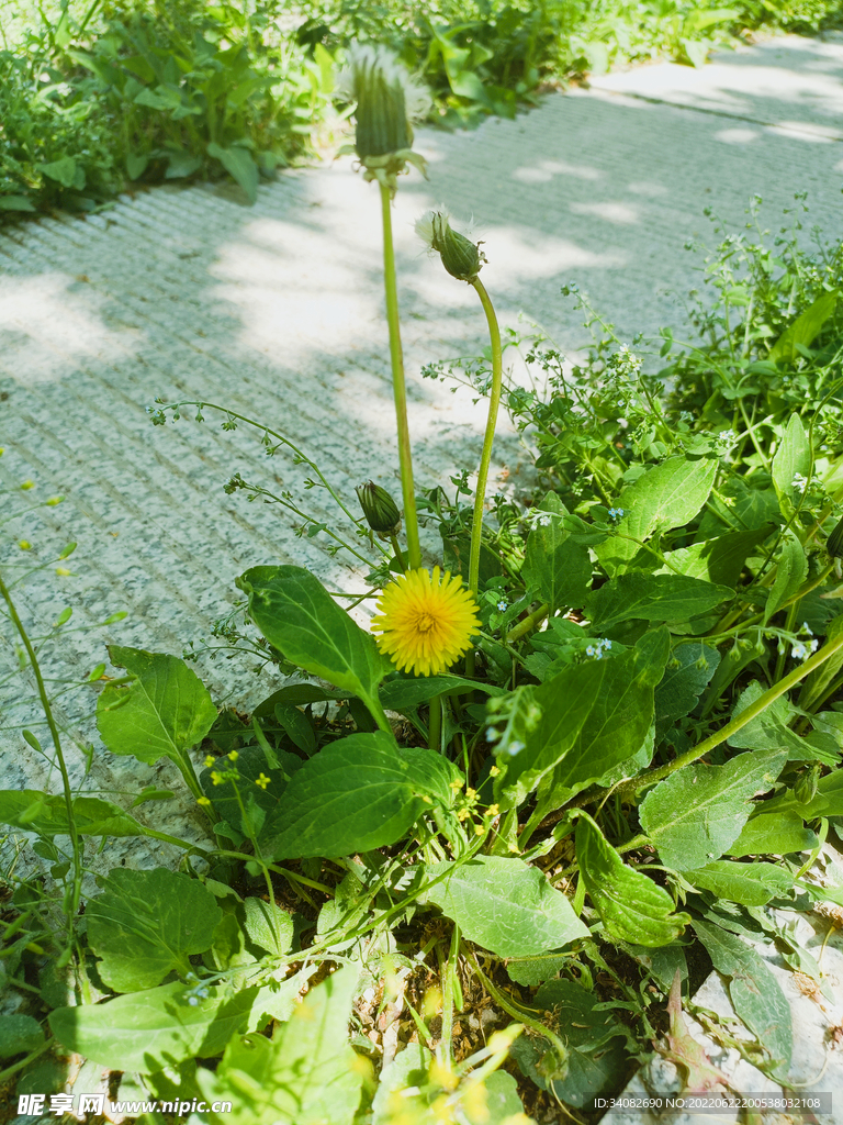 路边的蒲公英 芳草留人意自闲